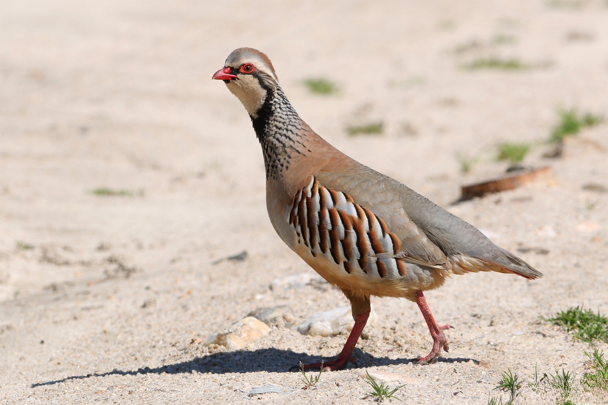 Red-legged Partridge